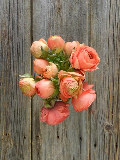 SALMON RANUNCULUS